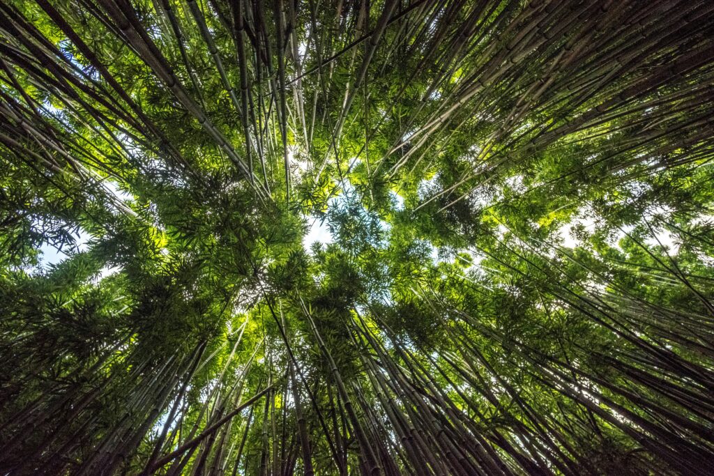 Looking up through forest trees form the ground.
