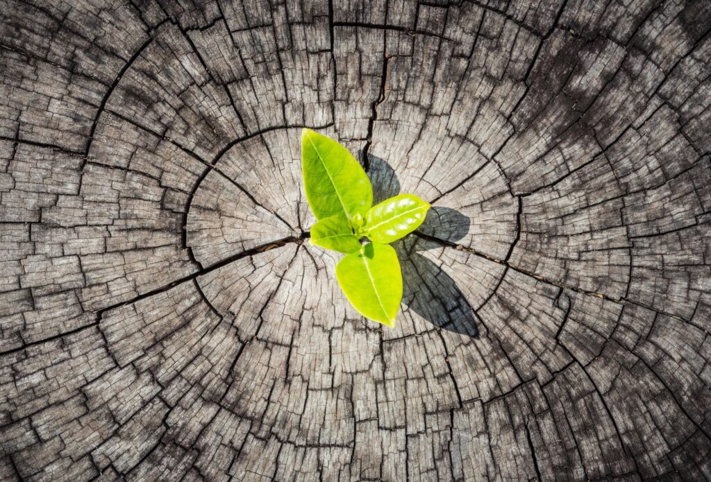 Dead tree trunk with new sprout of plant growing out of the center.